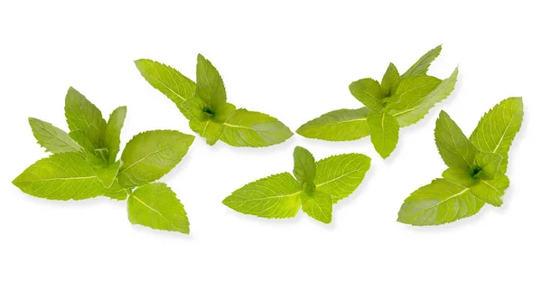 Bannière horizontale de feuilles de menthe fraîche sur fond blanc — Photo