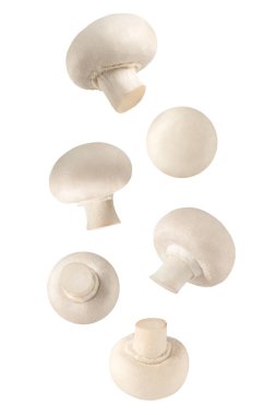 Beyaz arka planda taze şampiyon mantarları uçuyor.