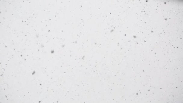 Neve naturale che cade isolata su sfondo bianco — Video Stock