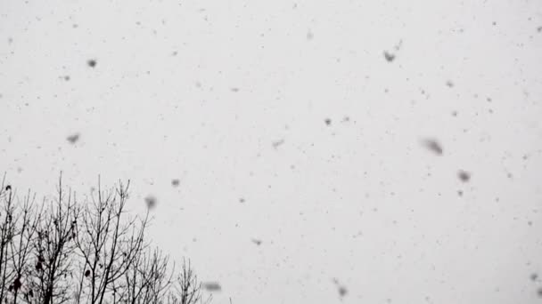 Натуральний сніг падає ізольовано на білому тлі — стокове відео