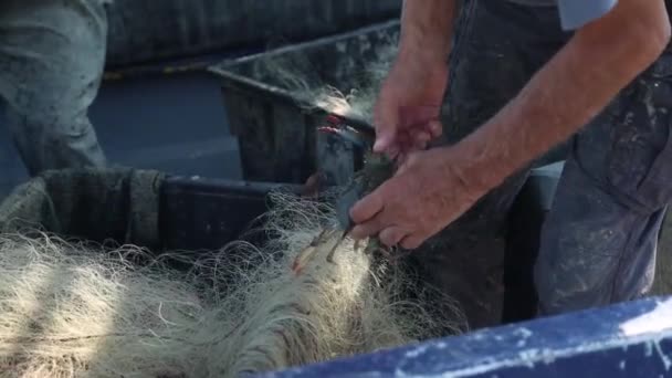 Pescador sacando un crustáceo de la red. — Vídeos de Stock