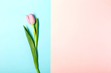 Düz yatıyordu pastel pembe üzerinde lale çiçekleri