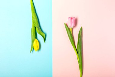 Düz yatıyordu pastel pembe üzerinde lale çiçekleri