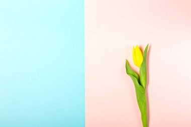 Düz yatıyordu pastel pembe üzerinde lale çiçekleri