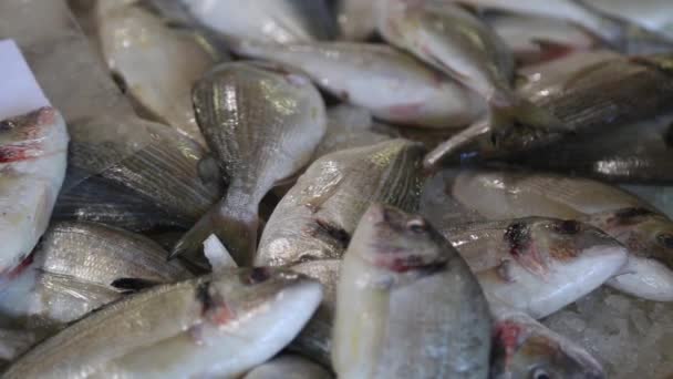 Peces marinos vivos en una mesa Close-Up — Vídeo de stock