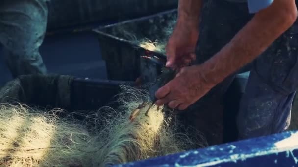 Pêcheur enlevant un crustacé du filet. — Video