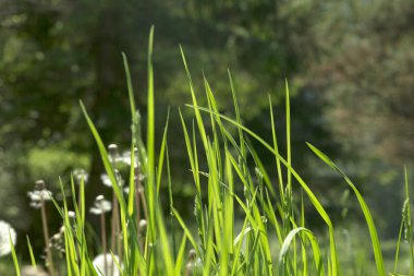 Güneş ışınlarıyla dolu bir tarlada karahindiba.