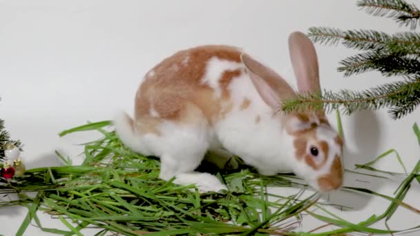かわいい茶色のウサギの草を食べるのクローズアップ — ストック動画