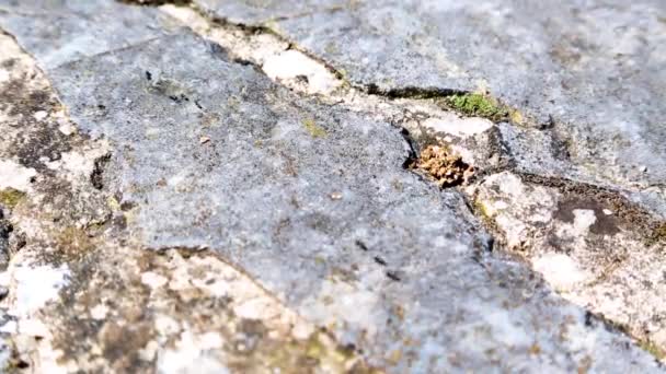 Schwarze Ameisen kriechen auf Boden und Wand — Stockvideo