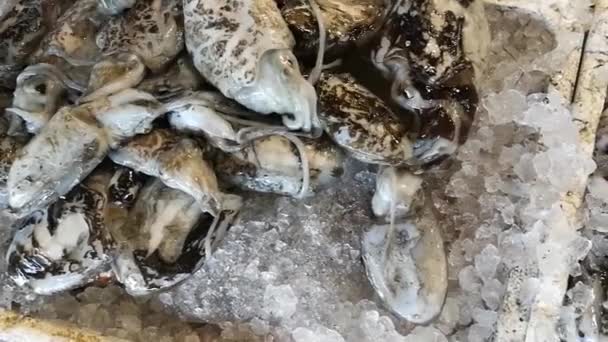 Frisch gefangene Schalentiere bereit für die Fischmarktstände — Stockvideo