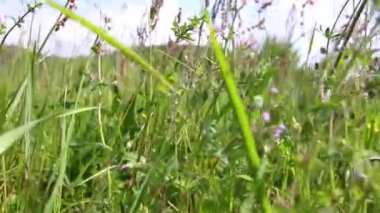 Doğa saatinde uzun otlarla kurt avlamak