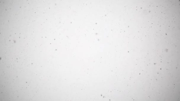 Neve naturale che cade isolata su sfondo bianco — Video Stock