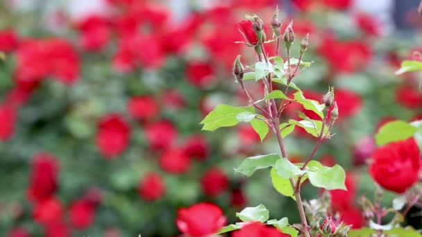 Відкриті червоні бутони троянд з вошами — стокове відео