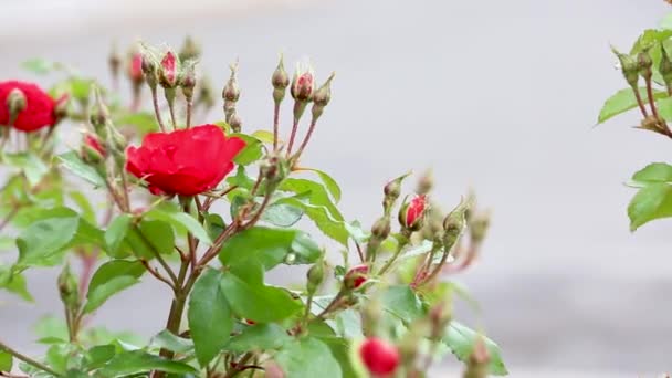 Бутоны красных роз на открытом воздухе с лайсом — стоковое видео