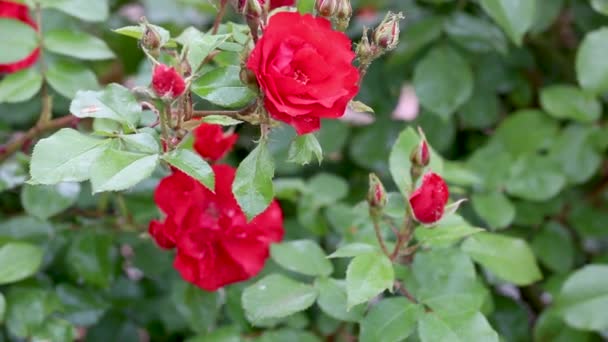 Venkovní červené růže pupeny s vši — Stock video