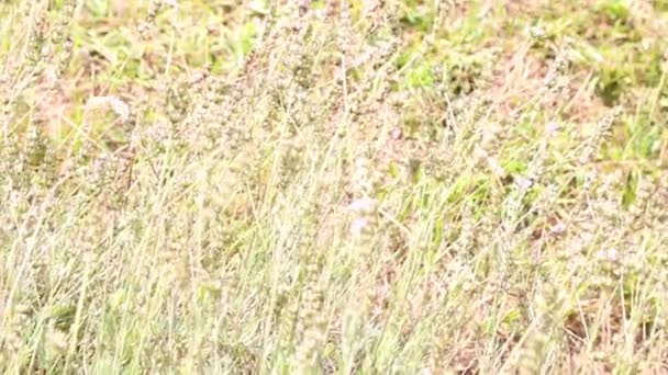 Цветущие лавандовые цветы и летящая бабочка на летнем фоне утром — стоковое видео