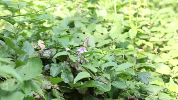 Borboleta pára em uma folha no campo no fundo da manhã de verão — Vídeo de Stock