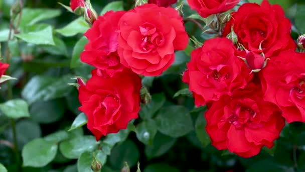 Kerti vörös rózsabimbó tetvekkel — Stock videók