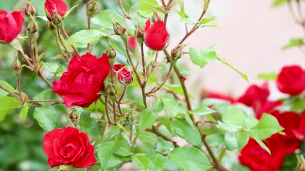 Brotes de rosa roja al aire libre con piojos — Vídeo de stock