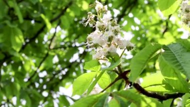 At kestanesi ağacının beyaz çiçekleriyle enfeksiyon.
