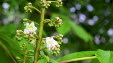 At kestanesi ağacının beyaz çiçekleriyle enfeksiyon.