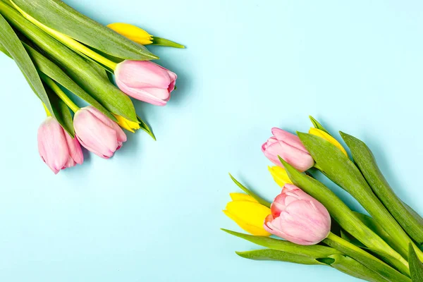 Bunga tulip merah muda segar pada pastel blu Stok Gambar Bebas Royalti
