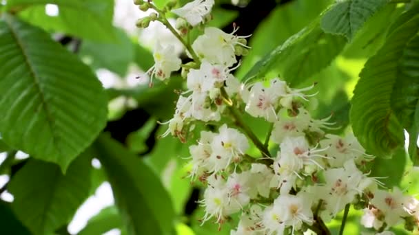 Inflorescence with white flowers of the horse chestnut tree — Stock Video