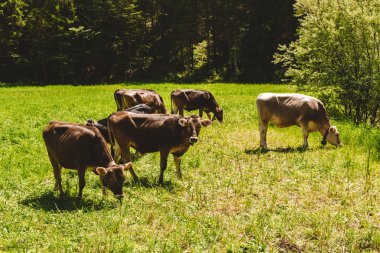 Bir inek yeşil çayırda otluyor.