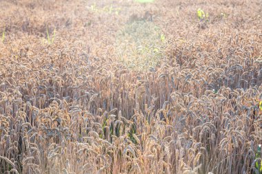 Gün batımında olgunlaşan sarı buğday tarlaları.