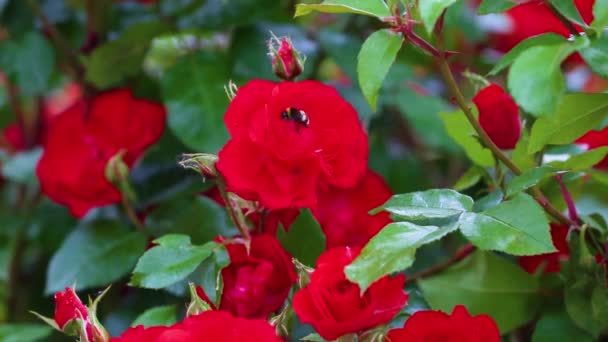 Utomhus röda rosenknoppar med löss — Stockvideo