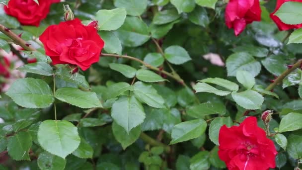 Kerti vörös rózsabimbó tetvekkel — Stock videók