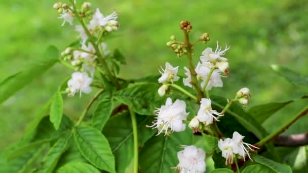 BlomstÃ ¤llning med vita blommor av hÃ ¤stkastanjen trÃ ¤d — Stockvideo