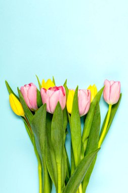 Pastel mavisi üzerinde taze pembe lale çiçekleri