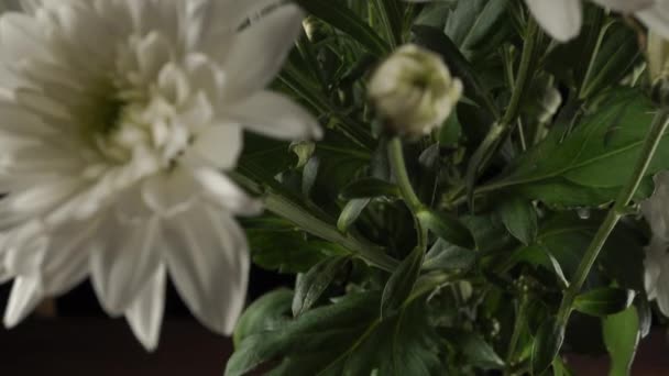 White Chrysanthemums Close Black Background — Stock Video