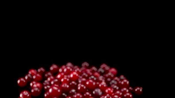Banyak cranberry menutup pada latar belakang hitam — Stok Video
