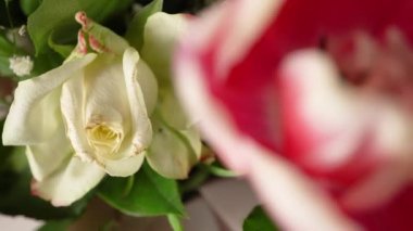 Siyah arka planda bir buket çiçek. Kırmızı ve beyaz laleler ve beyaz güller.