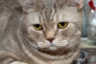 İskoç kedisi yatakta yatıyor. Yakın plan..