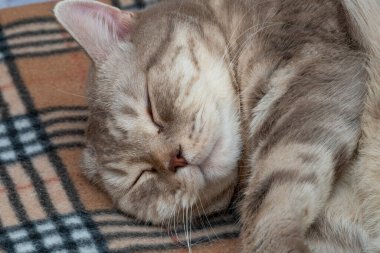 İskoç kedisi yatakta yatıyor. Yakın plan..