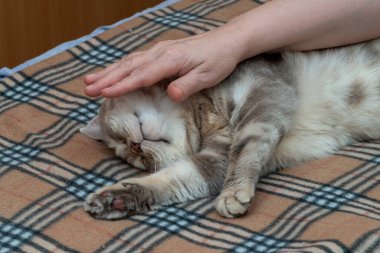 İskoç kedisi yatakta yatıyor. Yakın plan..