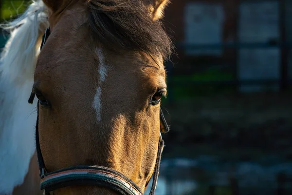 Bay horse egy farmon egy napsütéses napon. — Stock Fotó