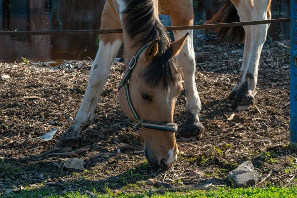 Bay horse on a farm on a sunny day. — Stock Photo, Image