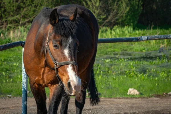 Güneşli bir günde Bay Horse çiftlikte. — Stok fotoğraf