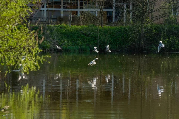 Racci létají nad městským rybníkem za slunečného dne. — Stock fotografie
