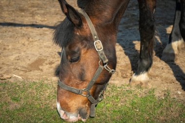 Güneşli bir günde Bay Horse çiftlikte.