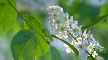 Gün batımında çiçek açan kiraz ağaçları.