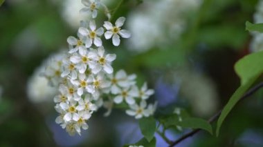 Gün batımında çiçek açan kiraz ağaçları.