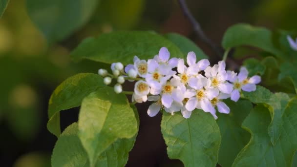 Blooming bird cherry bushes at sunset. — Stock Video