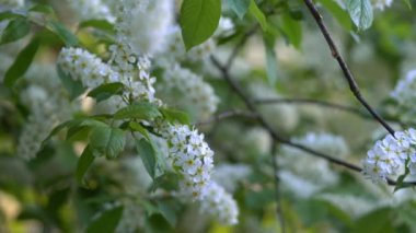 Gün batımında çiçek açan kiraz ağaçları.