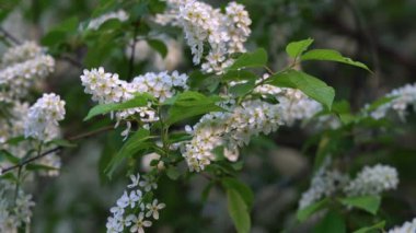 Gün batımında çiçek açan kiraz ağaçları.