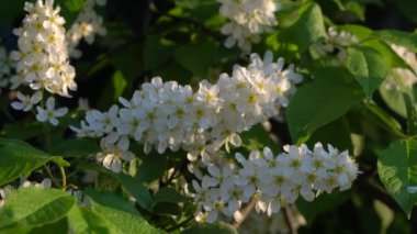 Gün batımında çiçek açan kiraz ağaçları.